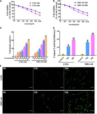 Oxidative Stress Activated by Sorafenib Alters the Temozolomide Sensitivity of Human Glioma Cells Through Autophagy and JAK2/STAT3-AIF Axis